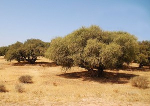 pure argane oil in Morocco